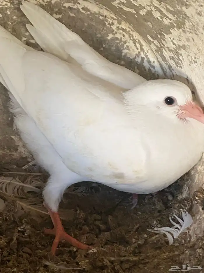 للبيع حمام فرنسي وبلدي 4