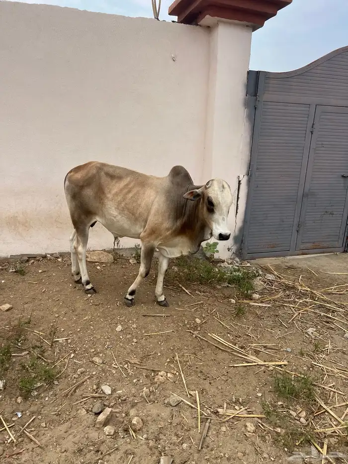 ثور بلدي صافي فحل للبيع العمر ثلاث سنوات 1