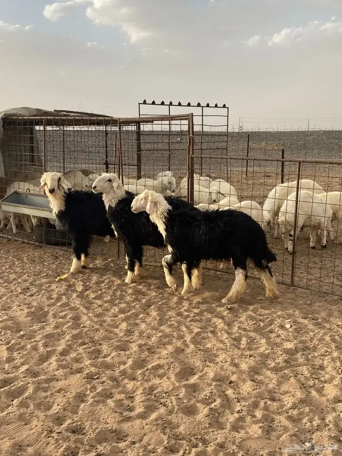 طليان نجد طيبات 1