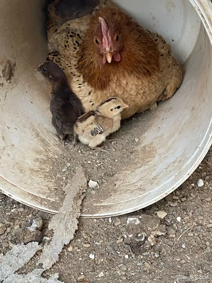 دجاجه تحتها 4صيصان للبيع 0