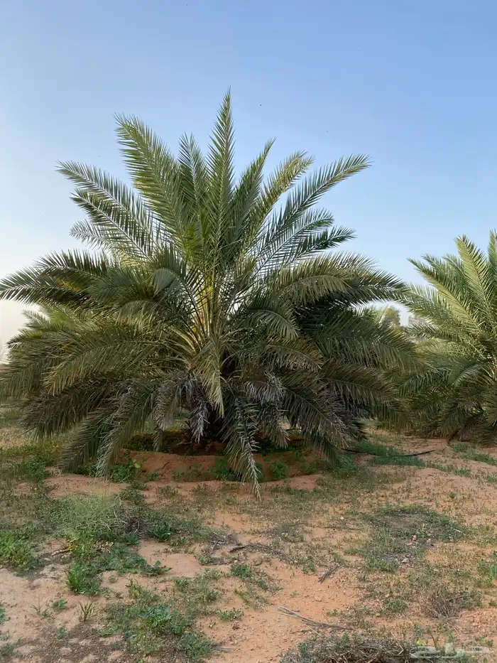 اشراف مزارع الفروثي الحماده الغاط المستوي مليح القصيم 3