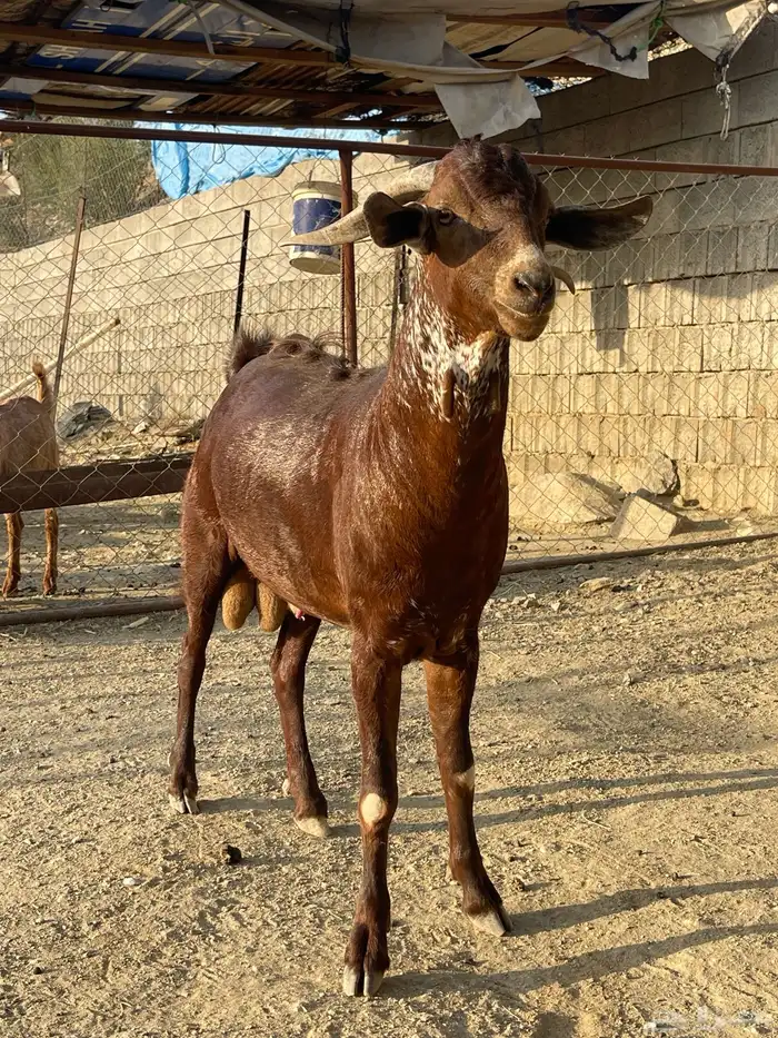 فحل اوشح ادبس فاخر. تمم البيع 1