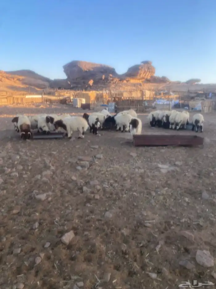 خرفان نعيمي جميع الاحجام متوفره 2