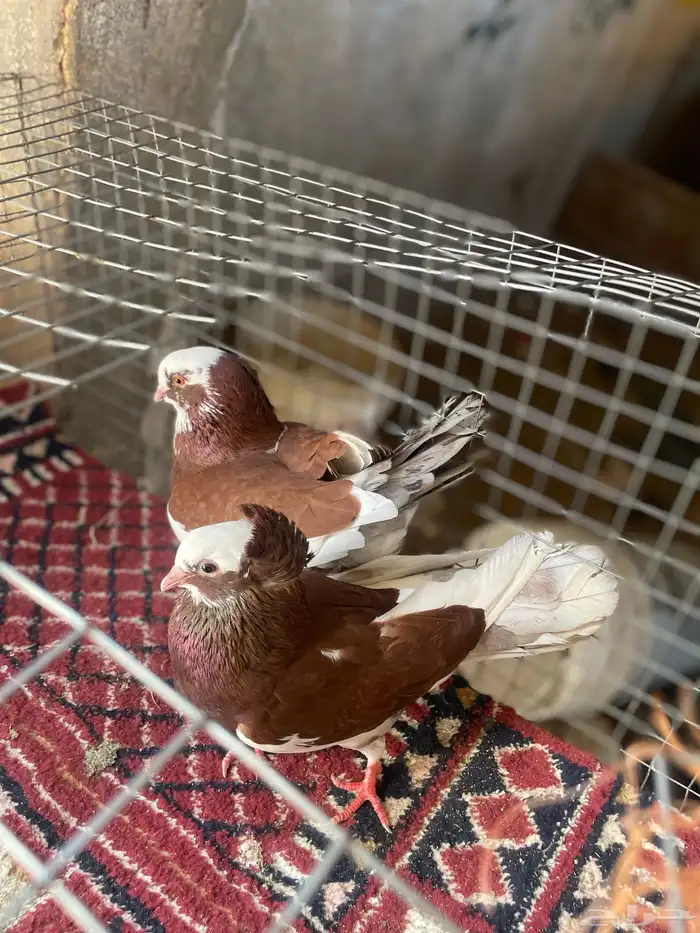 تم تم تم البيع حمام قطيفي ألوان جميله 7