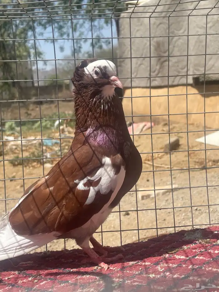 تم تم تم البيع حمام قطيفي ألوان جميله 5