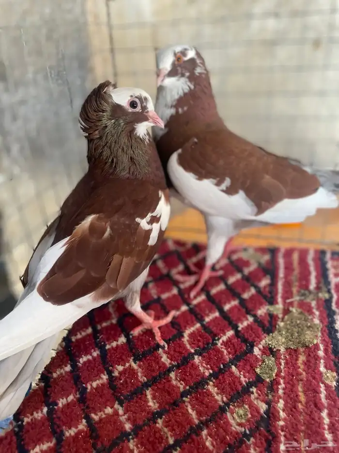 تم تم تم البيع حمام قطيفي ألوان جميله 0