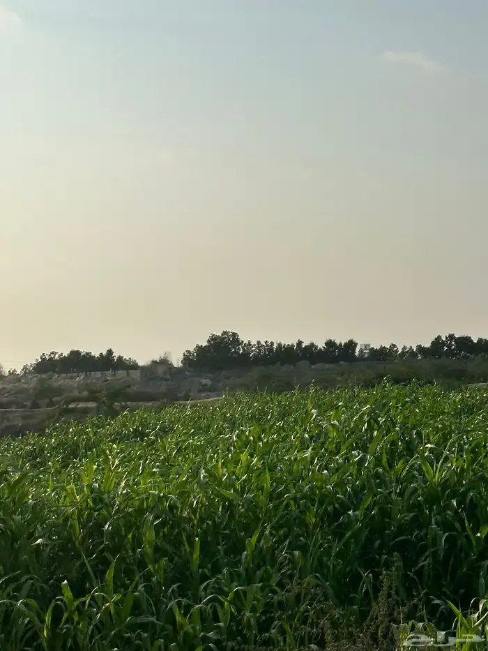قصب اخضر للبيع 0
