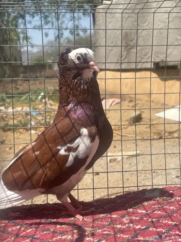 تم تم تم البيع حمام قطيفي ألوان جميله 4