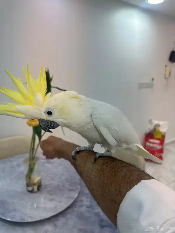 كوكاتو 2