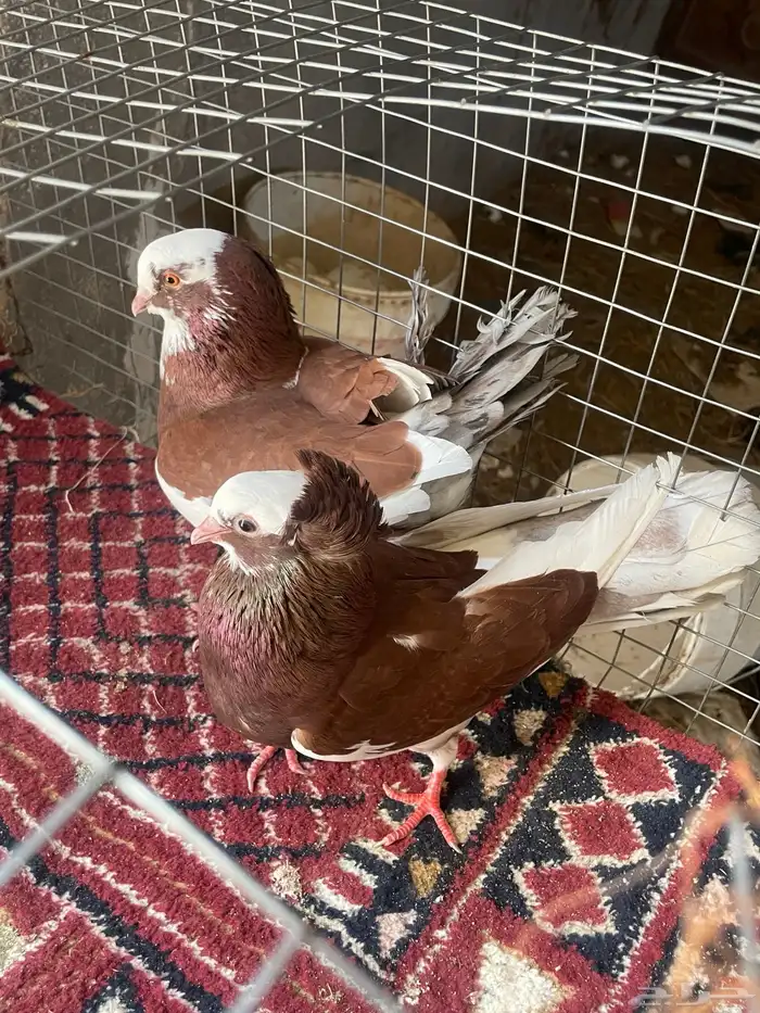 تم تم تم البيع حمام قطيفي ألوان جميله 3