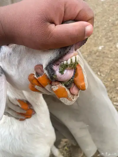 حريات متابيع 2معها 4 3