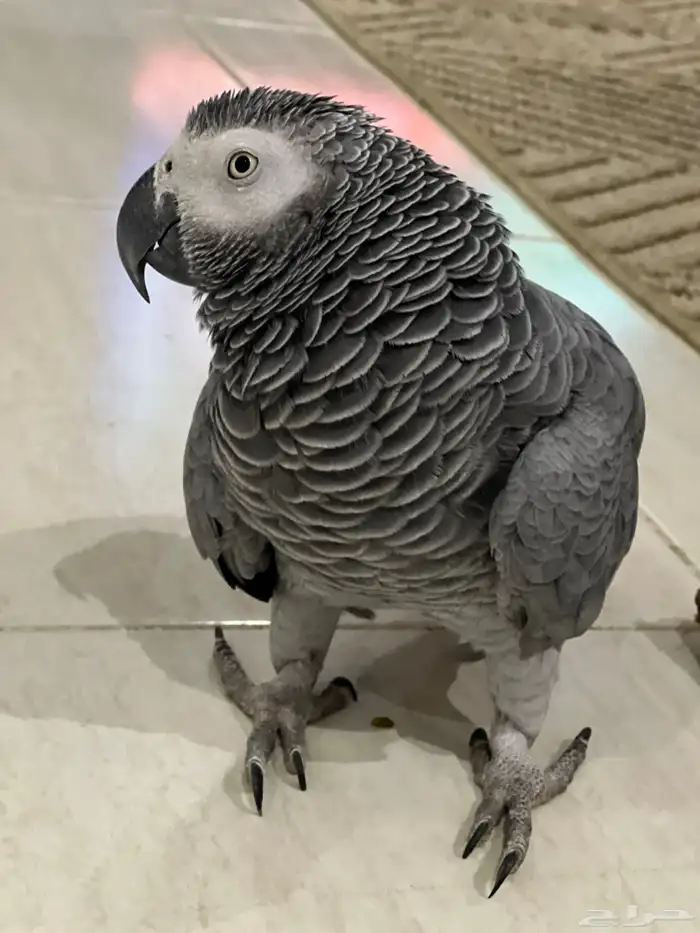 ذكر كاسكو 8
