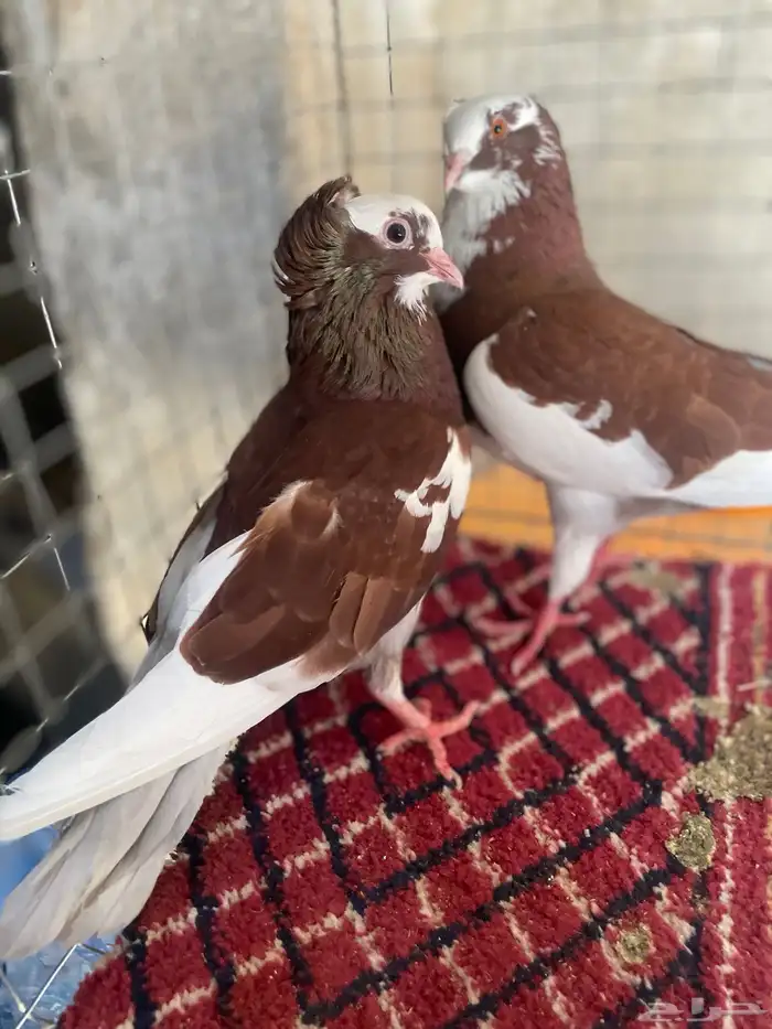 تم تم تم البيع حمام قطيفي ألوان جميله 1