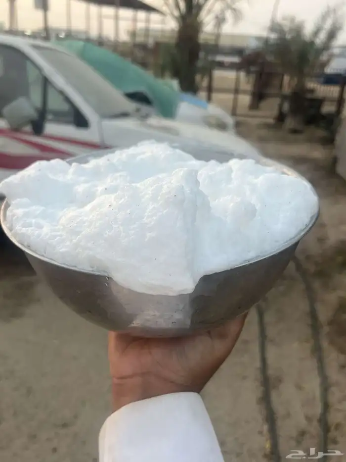 خلفة مجهم طيبة 0