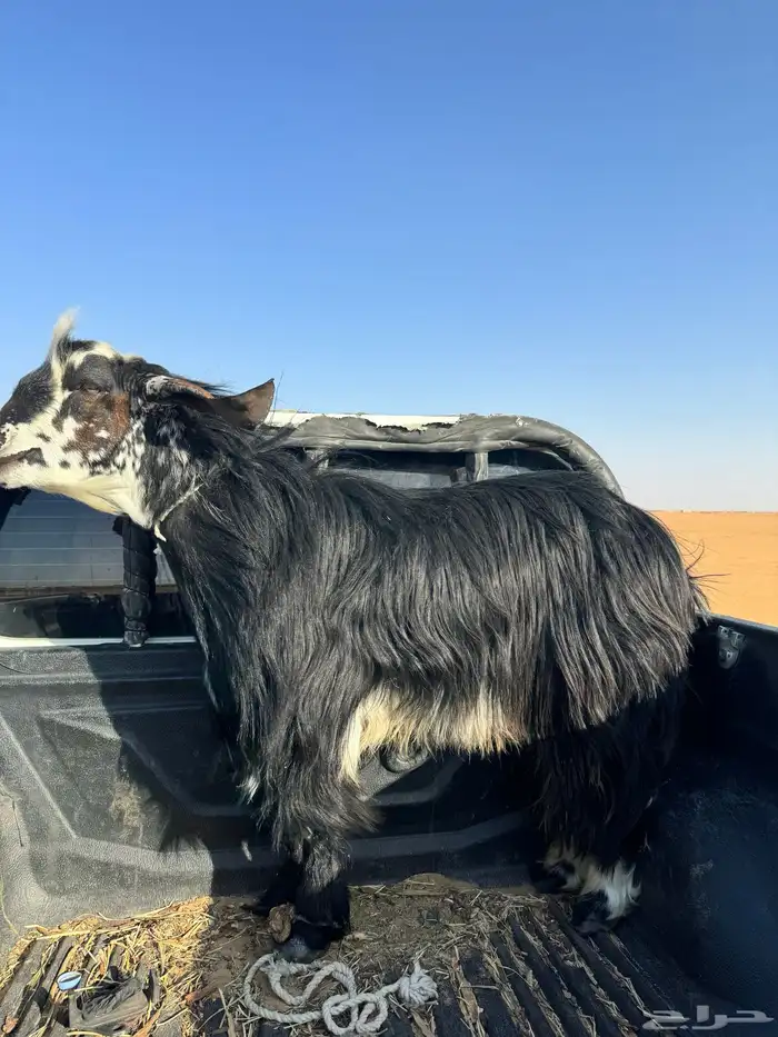 فحل كفووو لبيع 3