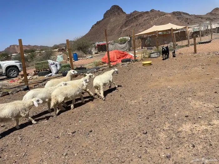 طليان حريات ذبايح 1