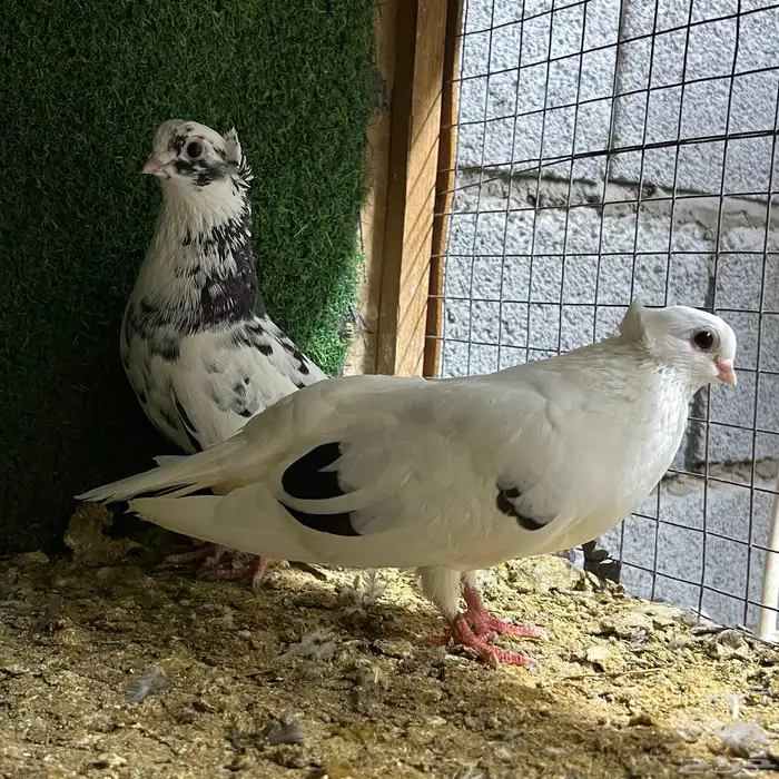 حمام قطيفي تم البيع 5
