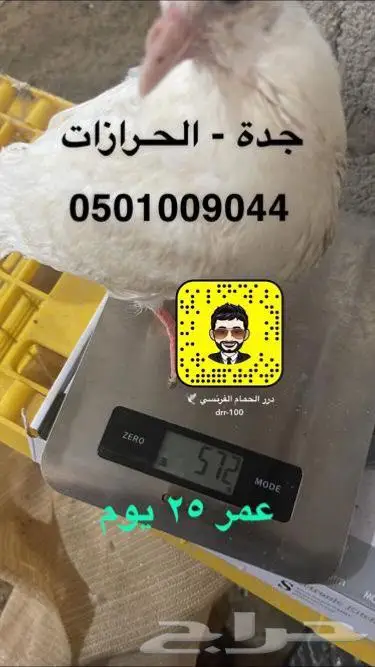 زغاليل حمام فرنس شحم ماشاء الله 0