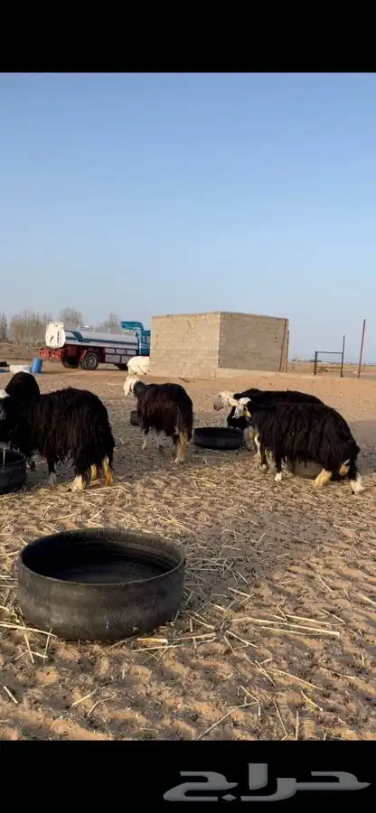 مراح نجد فاخر 7