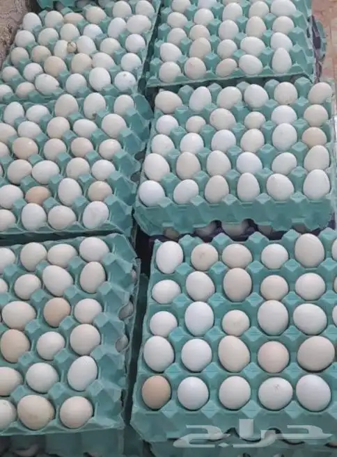 بيض دجاج بلدي ماده غير مخص انتج يومي متوفر 0