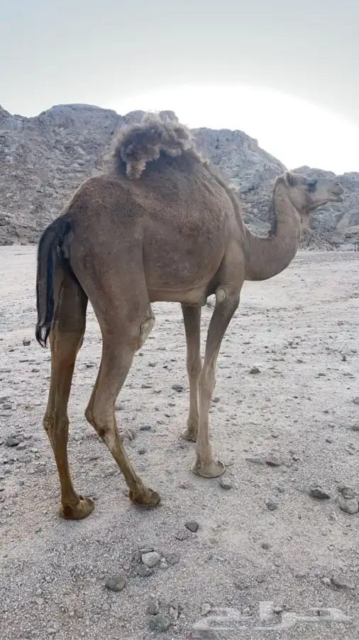 بكره ثنيه للبيع 3