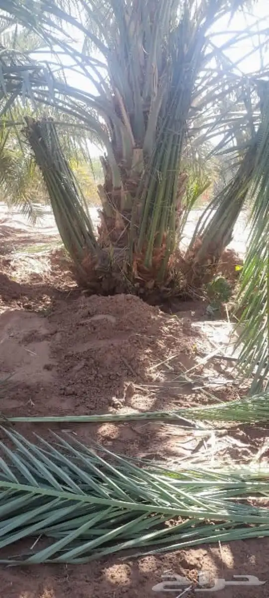 نخل للبيع 3