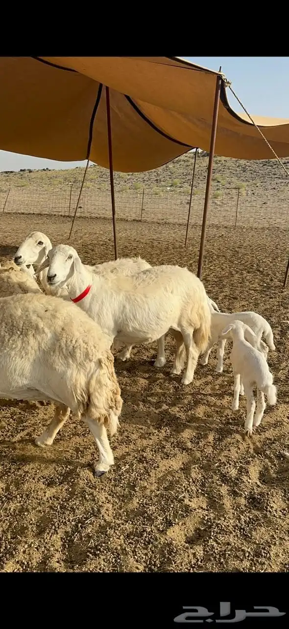 حريات صنف جروم حرش نادر العدد 53 تحتها 3 2