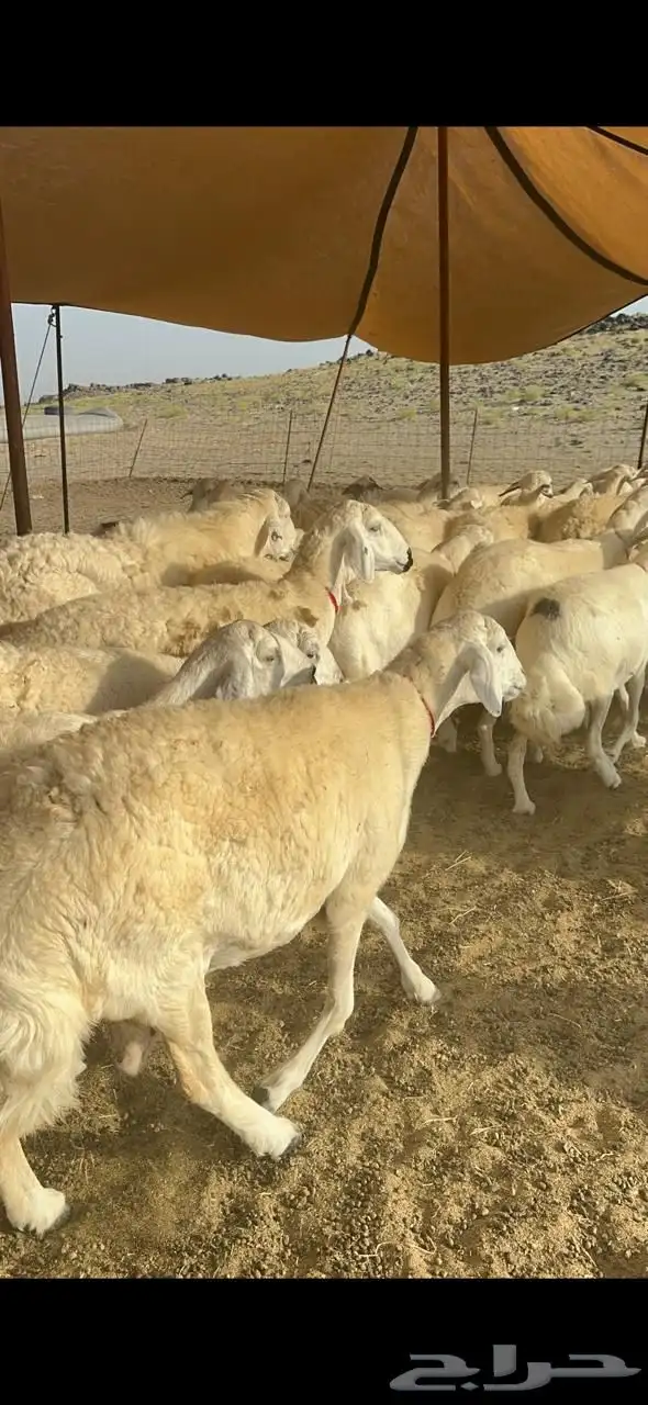 حريات صنف جروم حرش نادر العدد 53 تحتها 3 0