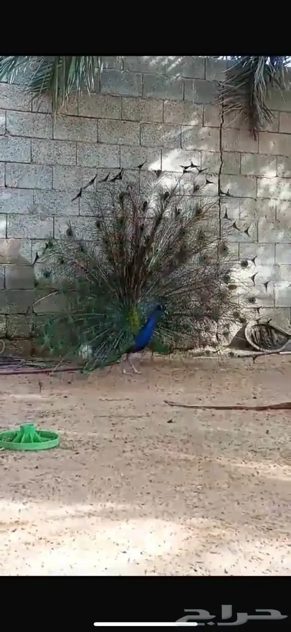 طاووس 11