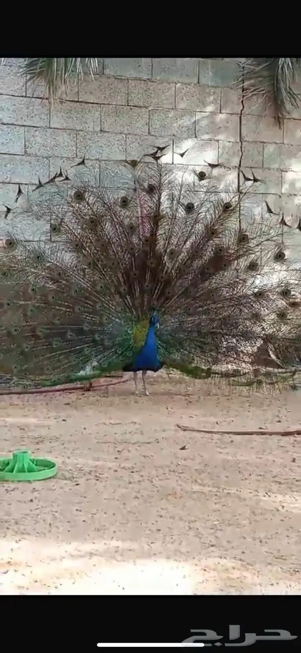 طاووس 12
