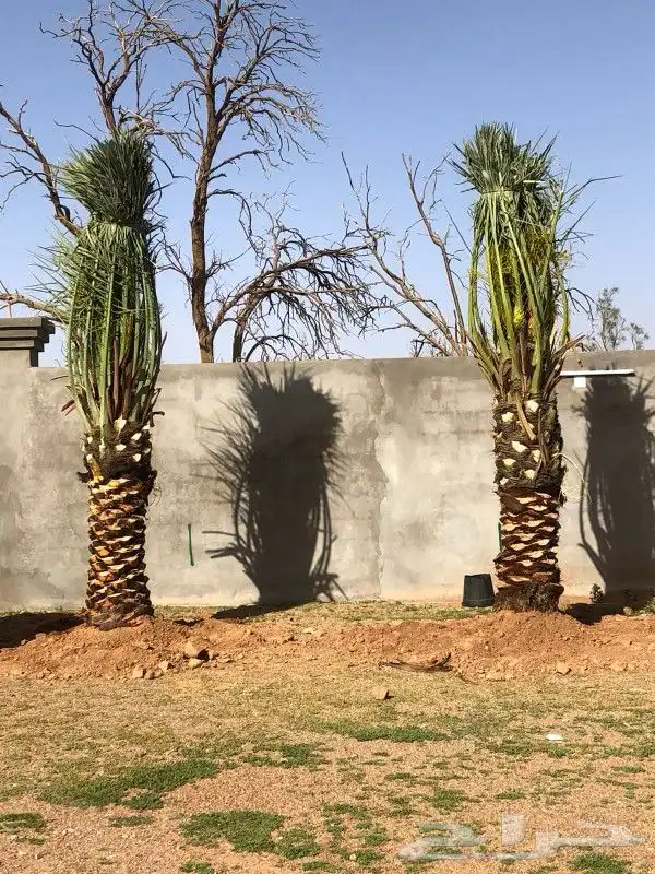 نخل للبيع 6