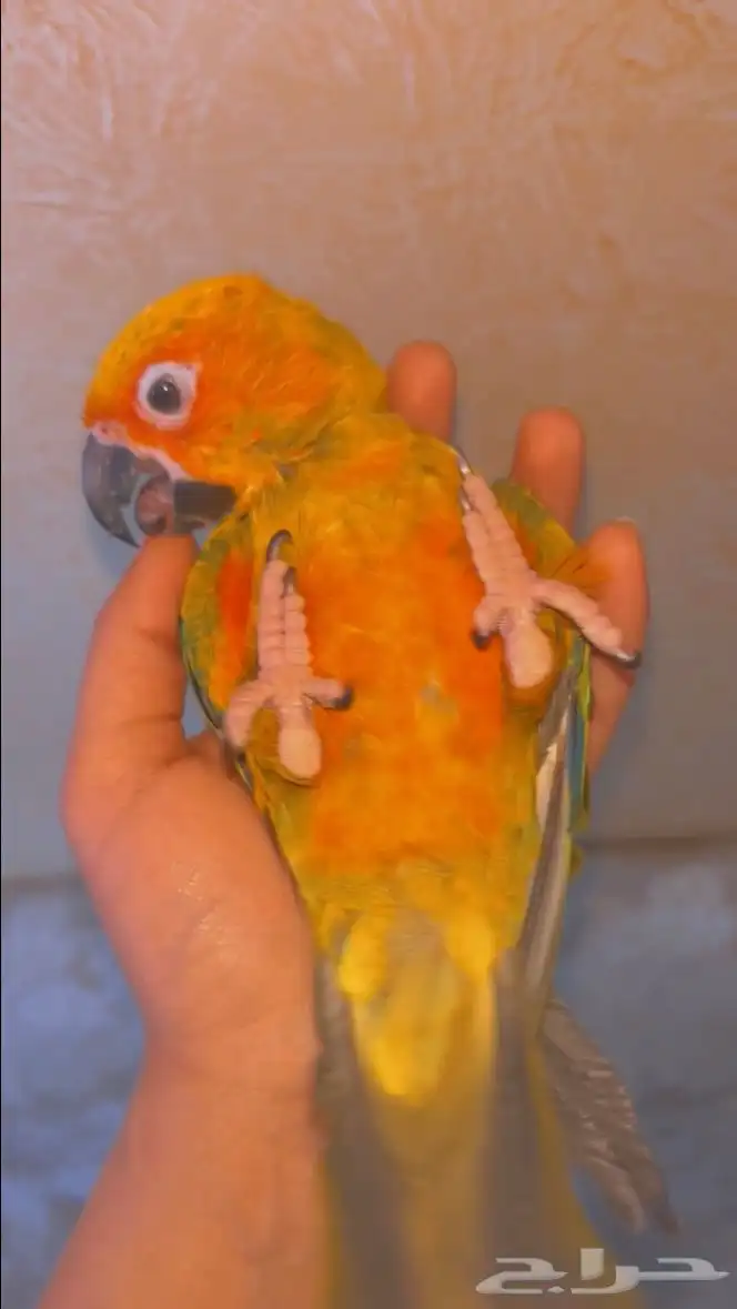 صن كنيور 0