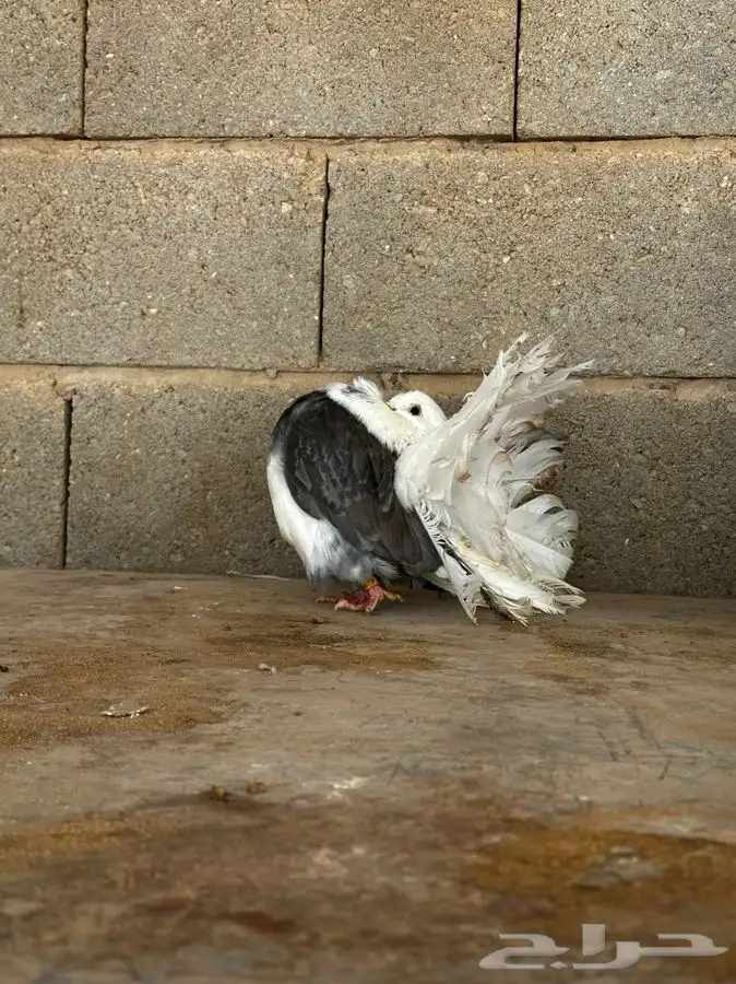 رقاصي فانتيل 1