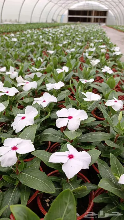 summer flowers vinca - zinnia 3