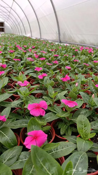 summer flowers vinca - zinnia 41