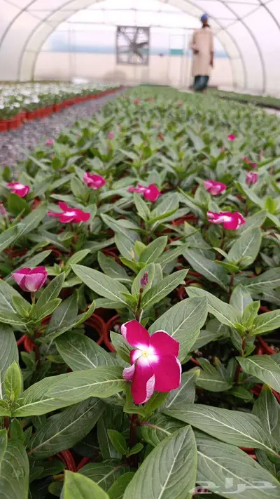 summer flowers vinca - zinnia 42