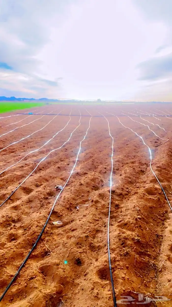 ليات للبيع 1