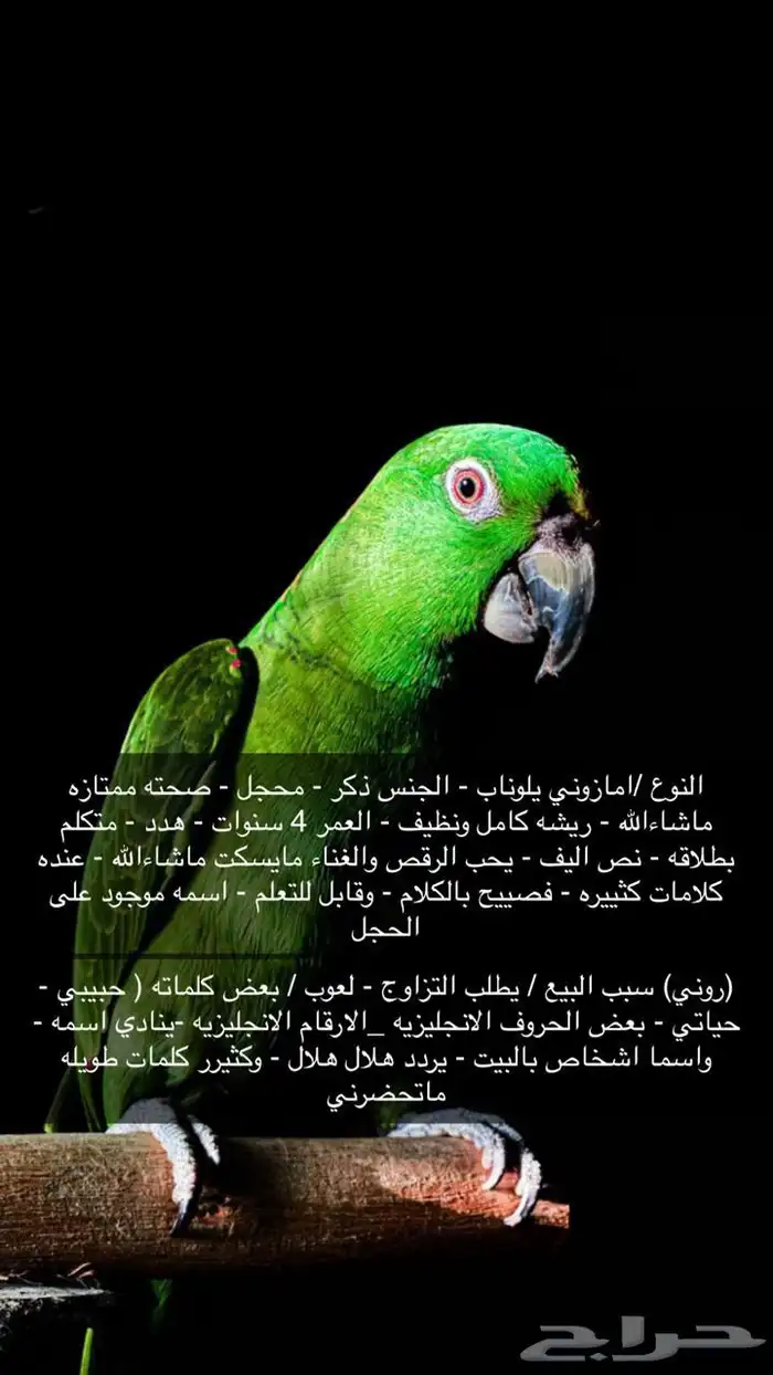 أمزوني يلوناب ذكر متكلم بطلاقة 0