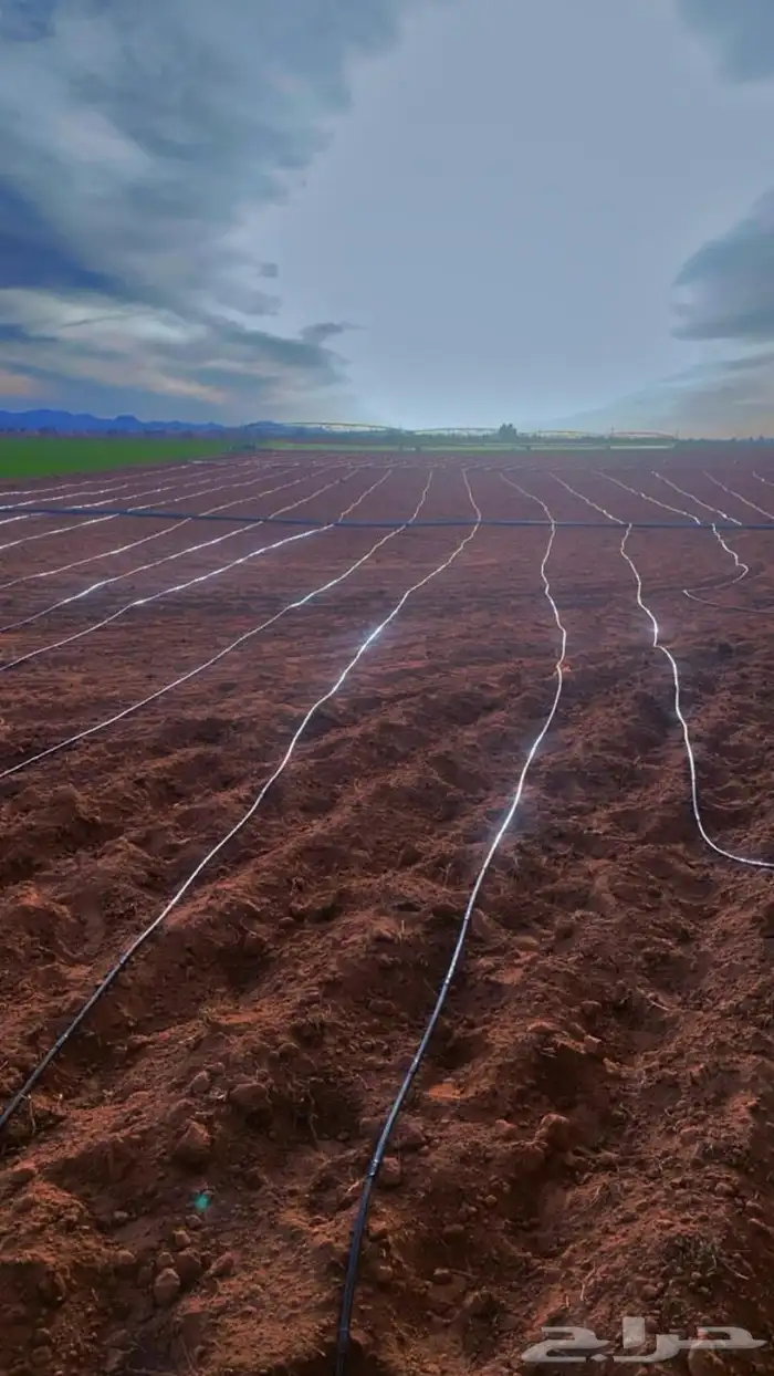 ليات للبيع 2