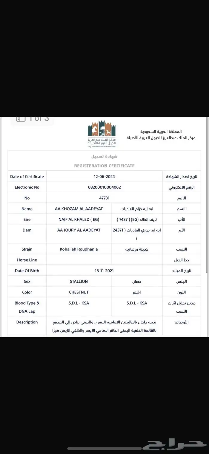 خيل عربي للبيع مستعجل 2