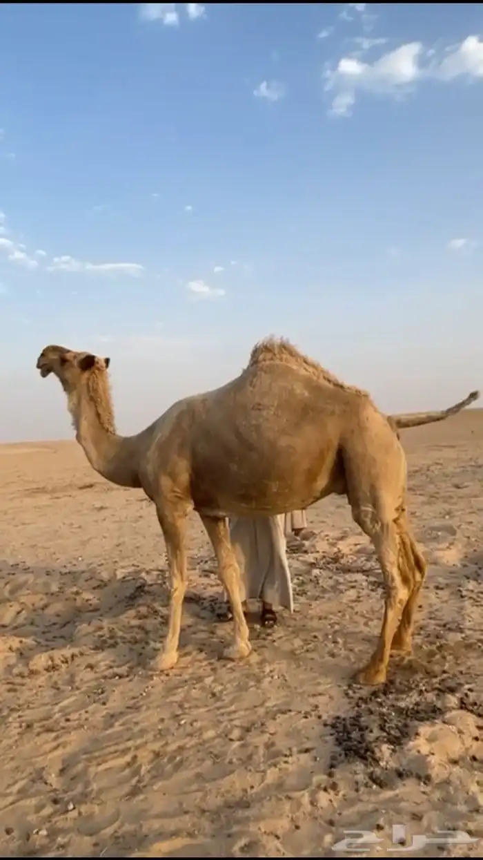 لقحه شعلا 0