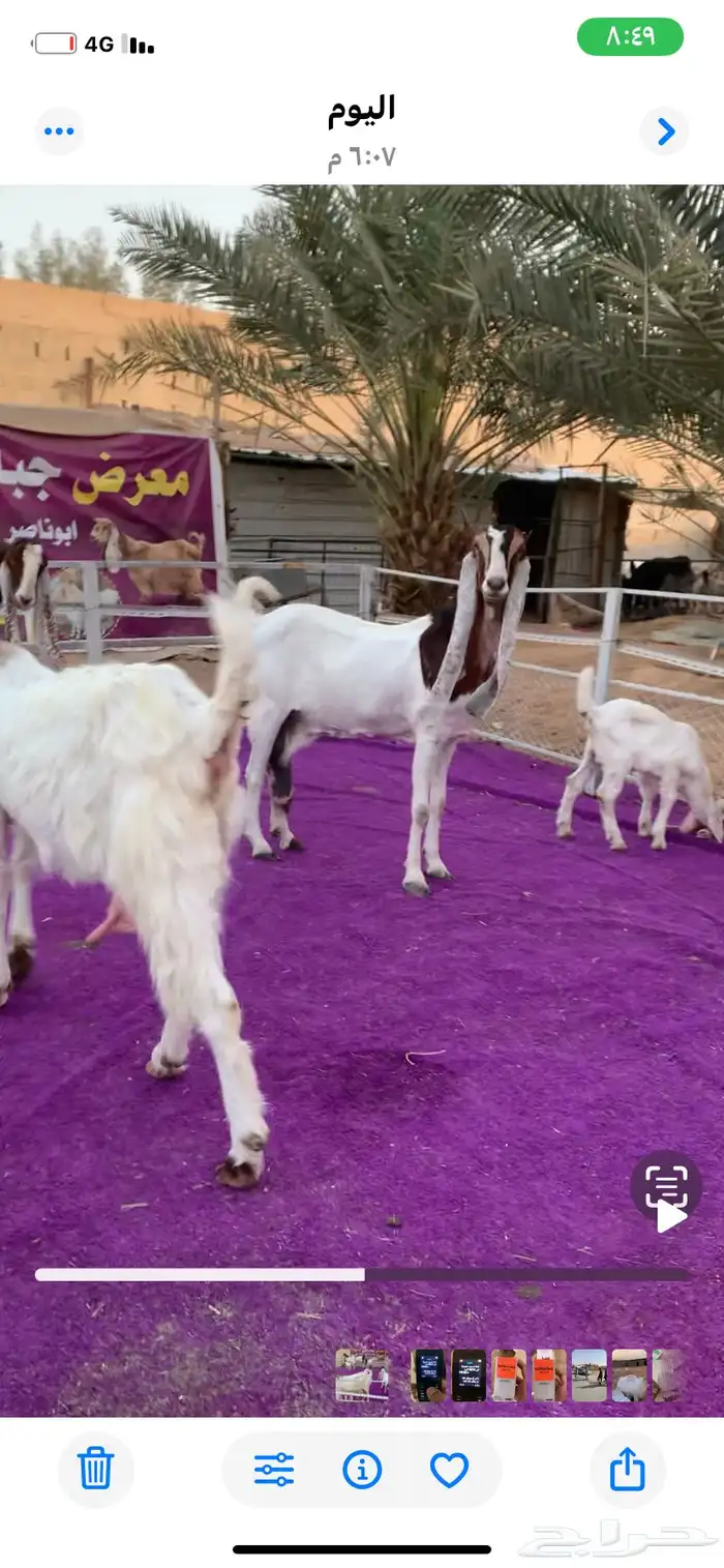 اربع معزا مطورات متابيع جروم فاخره 0