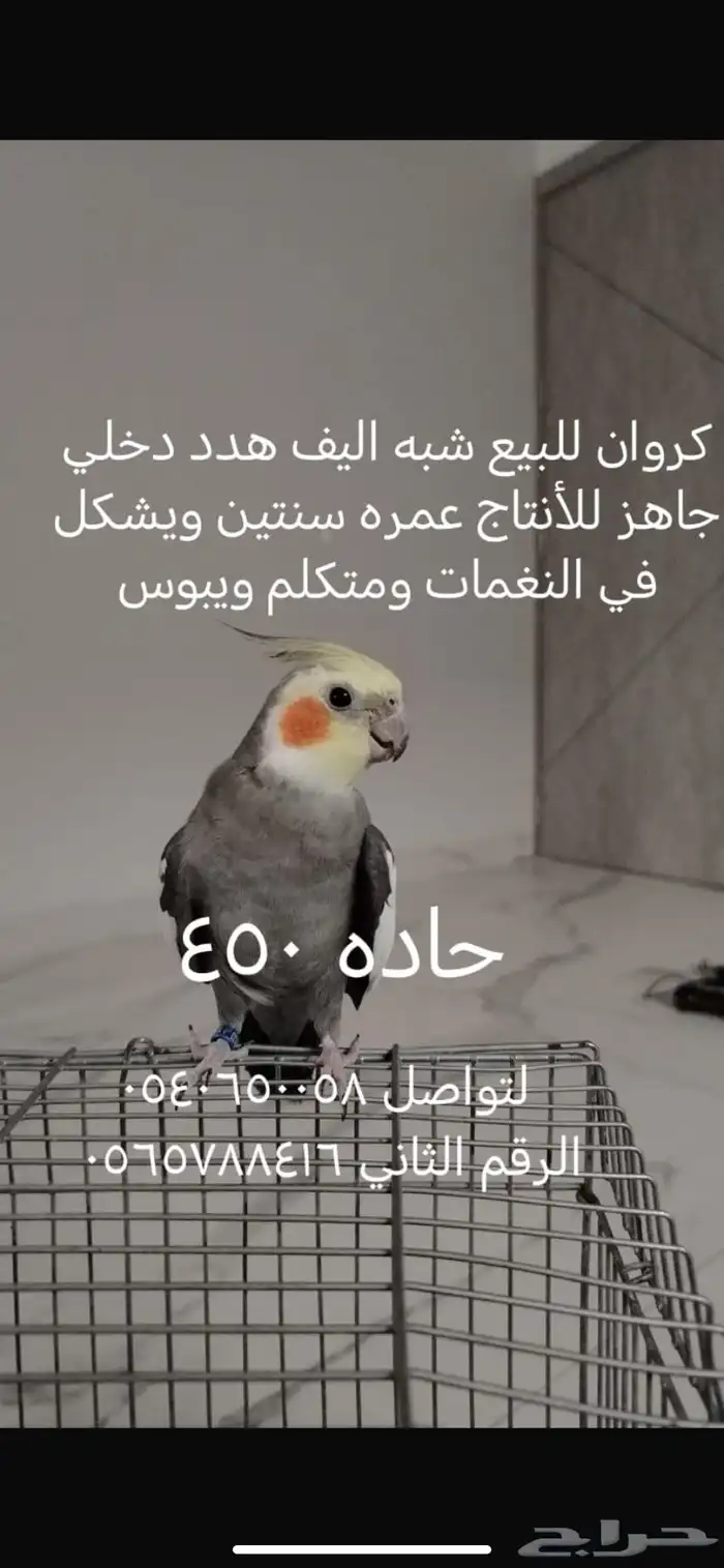كروان للبيع 450 ذكر أليف هداد دخلي قبال للتفويض المعقول 0