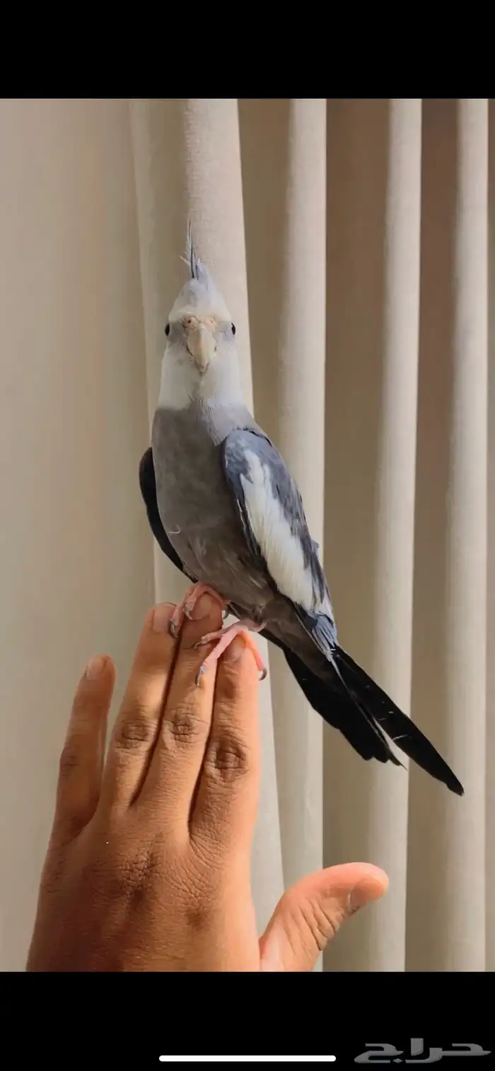 ببغاء للبيع اليف 2