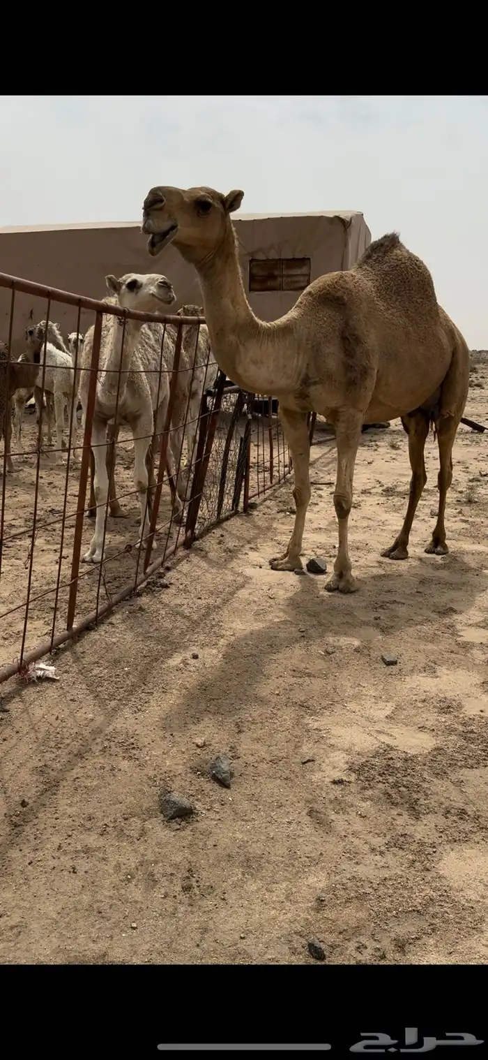 خلفه حمرا تحتها بكره حليبها سطل وهديه م تحرك 1