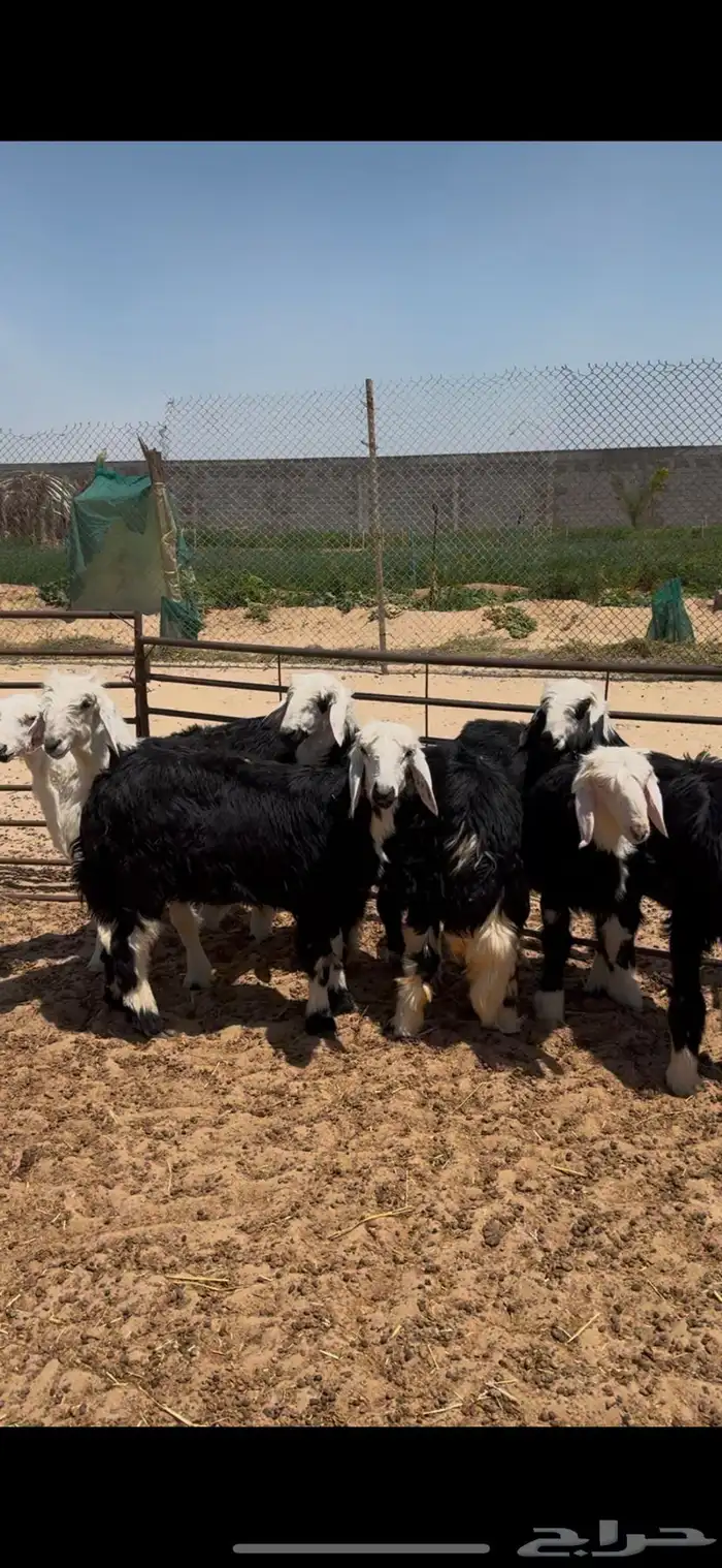 هرفي نجدي لباني درجة أولى 0