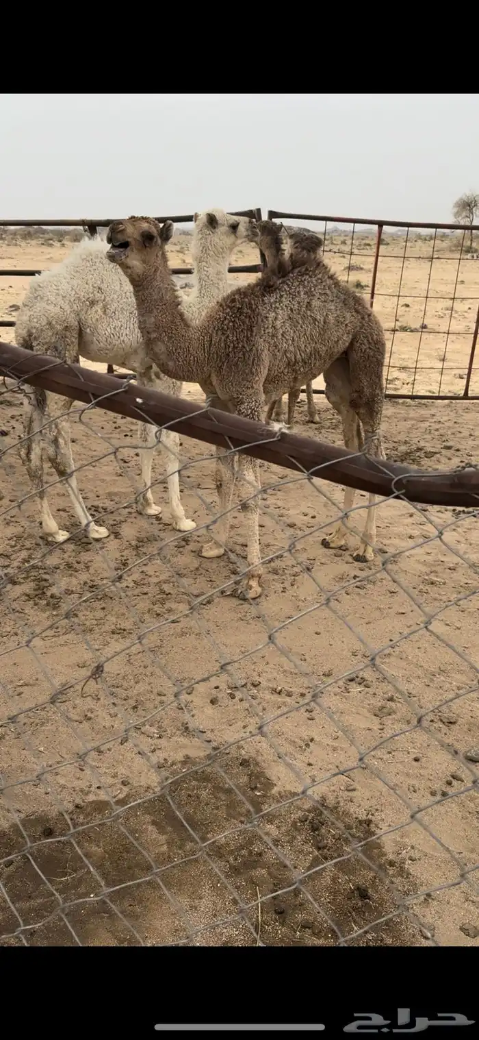 خلفه حمرا تحتها بكره حليبها سطل وهديه م تحرك 10