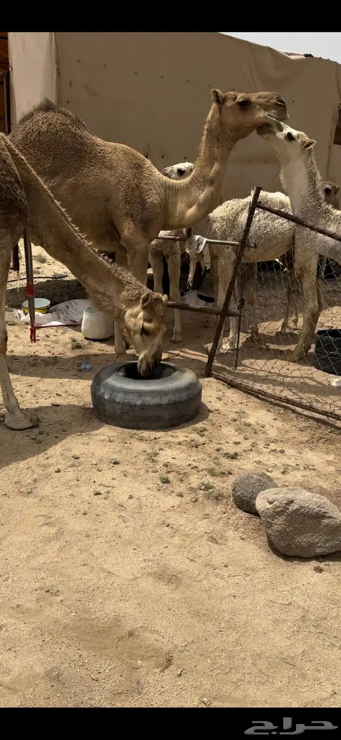 خلفه حمرا تحتها بكره حليبها سطل وهديه م تحرك 5