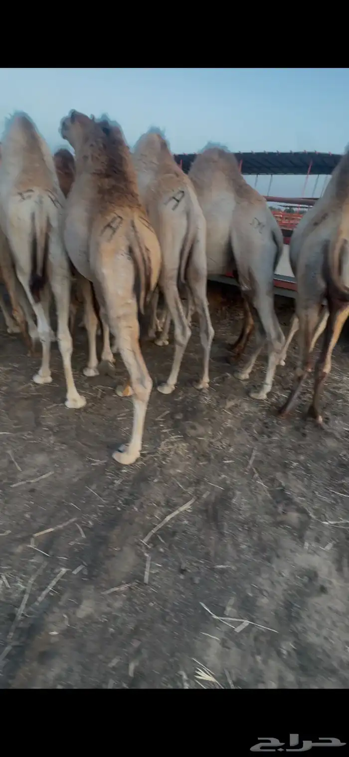 قعدان مبادي وزوجات شي كفووو ويوجد توصيل 0