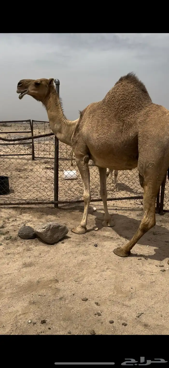 خلفه حمرا تحتها بكره حليبها سطل وهديه م تحرك 3